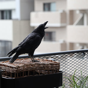 ハシブトガラスのお役立ち貯金箱 PET BANK JUNGLE CROW（ペットバンク ジャングル クロウ）