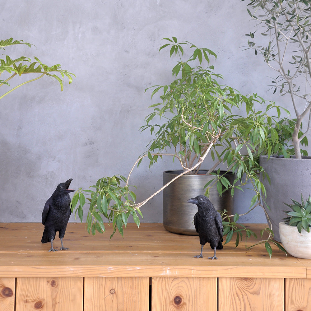 ハシブトガラスのお役立ち貯金箱 PET BANK JUNGLE CROW（ペットバンク