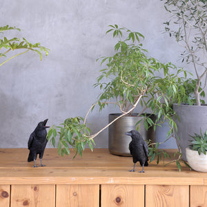 ハシブトガラスのお役立ち貯金箱 PET BANK JUNGLE CROW（ペットバンク ジャングル クロウ）