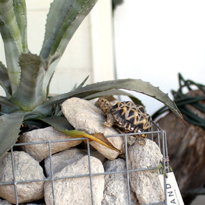 インドホシガメのお役立ち貯金箱 PET BANK STAR TORTOISE（ペットバンク スター トータス）
