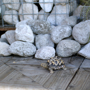 インドホシガメのお役立ち貯金箱 PET BANK STAR TORTOISE（ペットバンク スター トータス）