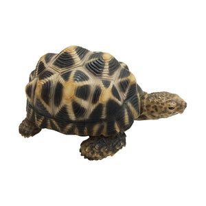 インドホシガメのお役立ち貯金箱 PET BANK STAR TORTOISE（ペットバンク スター トータス）