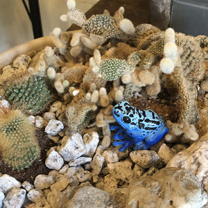 コバルトヤドクガエルのリアルな生きもの造形マグネット REPTILES MAG BLUE POISON DART FROG（レプタイルズ マグ ブルー ポイズンダートフロッグ）
