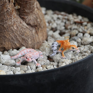 レオパード ゲッコー ベイビーのリアルな生きもの造形マグネット REPTILES MAG LEOPARD GECKO BABY（レプタイルズ マグ レオパード ゲッコー ベイビー）