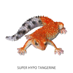 レオパード ゲッコー ベイビーのリアルな生きもの造形マグネット REPTILES MAG LEOPARD GECKO BABY（レプタイルズ マグ レオパード ゲッコー ベイビー）
