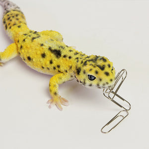 ヒョウモントカゲモドキのリアルな生きもの造形マグネット REPTILES MAG LEOPARD GECKO（レプタイルズ マグ レオパードゲッコー）