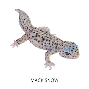 ヒョウモントカゲモドキのリアルな生きもの造形マグネット REPTILES MAG LEOPARD GECKO（レプタイルズ マグ レオパードゲッコー）