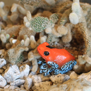 イチゴヤドクガエルのリアルな生きもの造形マグネット REPTILES MAG STRAWBERRY POISON DART FROG（レプタイルズ マグ ストロベリー ポイズンダートフロッグ）