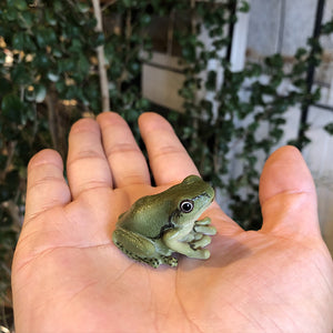 アマガエルのリアルな生きもの造形マグネット REPTILES MAG TREE FROG（レプタイルズ マグ ツリーフロッグ）