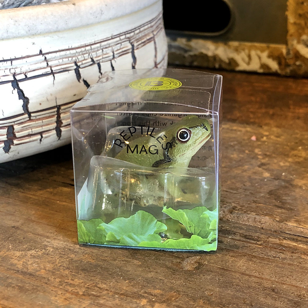 アマガエルのリアルな生きもの造形マグネット REPTILES MAG TREE FROG（レプタイルズ マグ ツリーフロッグ） – MAG.  online shop