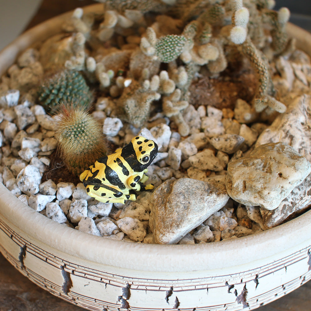 蛙【まとめ買い以外値引き不可】 不機嫌な蛙 松本奉時 おそらく日本以外の世界中で今最も人気なカエル